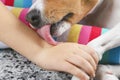 Basenji  dog lies on the girl`s legs, lick her hand Royalty Free Stock Photo