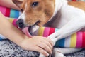 Basenji  dog lies on the girl`s legs, lick her hand Royalty Free Stock Photo