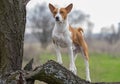 Basenji dog looking around its territory standing on a tree branch Royalty Free Stock Photo