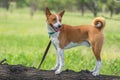 Basenji dog looking around standing on a tree branch at spring season Royalty Free Stock Photo