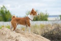 Basenji dog looking into the distance