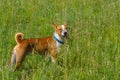Basenji dog looking for some fun in wild spring herbs