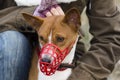 Basenji dog in a muzzle for coursing Royalty Free Stock Photo