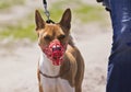 Basenji dog in a muzzle for coursing. Royalty Free Stock Photo