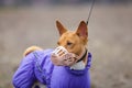 Basenji dog in a muzzle for coursing. Early spring Royalty Free Stock Photo