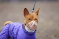 Basenji dog in a muzzle for coursing. Early spring Royalty Free Stock Photo