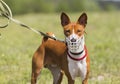 Basenji dog in a muzzle for coursing. Royalty Free Stock Photo