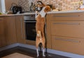 Basenji dog nibbling pizza dough on a kitchen bar while being home alone