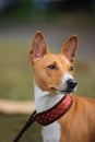 Basenji dog portrait Royalty Free Stock Photo