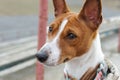 Basenji dog portrait outdoors Royalty Free Stock Photo