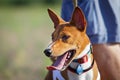 Basenji dog portrait outdoors. Training coursing Royalty Free Stock Photo