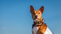 Basenji dog portrait outdoors. Training coursing Royalty Free Stock Photo