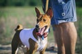 Basenji dog portrait outdoors. Training coursing Royalty Free Stock Photo