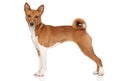 Basenji dog Royalty Free Stock Photo