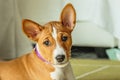 Basenji dog puppy close up portrait looking at camera Royalty Free Stock Photo