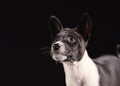 Basenji dog puppy isolated over the black background