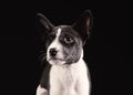 Basenji dog puppy isolated over the black background