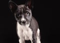 Basenji dog puppy isolated over the black background