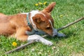 Basenji dog puppy playing with a tree in the summer outdoors.Basenji Kongo Terrier Dog. The Basenji Is A Breed Of Hunting Dog Royalty Free Stock Photo