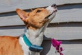 Basenji dog puppy sniffing flower in the summer outdoors.Basenji Kongo Terrier Dog. The Basenji Is A Breed Of Hunting Dog Royalty Free Stock Photo