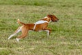 Basenji dog running in white jacket on coursing field Royalty Free Stock Photo