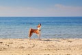 Basenji dog on the seashore. Sunny day. Sand beach Royalty Free Stock Photo