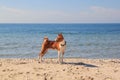 Basenji dog on the seashore. Sunny day. Sand beach Royalty Free Stock Photo