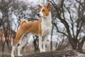 Basenji dog shows it's exterior