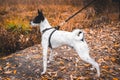 Basenji dog from the side, full length photo in the forest