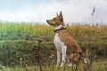 Basenji dog sits amid fields