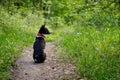 Basenji dog sits on a track in the woods on a hot summer day