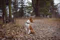 Basenji dog sits waiting for the host