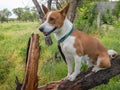 Dog sitting on a broken tree branch and looking happy at summer season