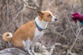 Basenji dog sitting on a tree branch and looking on master hand