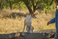 Basenji dog sitting on the tree branch and waiting its master Royalty Free Stock Photo