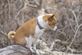 Basenji dog sitting on a white poplar tree branch at early spring Royalty Free Stock Photo