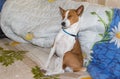 Basenji dog sleeping sweet while sitting, occupying human sofa