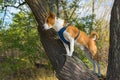 Basenji dog standing on an apricot tree branch and watching around at fall season Royalty Free Stock Photo