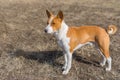 Basenji dog standing on early spring ground Royalty Free Stock Photo