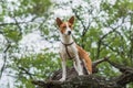 Basenji dog standing on a tree branch and looking down