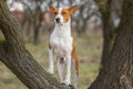 Basenji dog standing on a tree branch Royalty Free Stock Photo