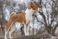 Basenji dog standing on a tree branch Royalty Free Stock Photo