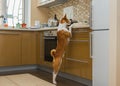 Basenji dog thoroughly inspecting kitchen while being home alone