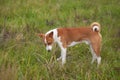 Basenji dog - troop leader standing in the wild autumnal grass