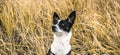 Basenji dog in yellow field portrait for banner