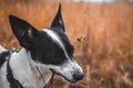 Basenji dog bites branches in a beautiful autumn field