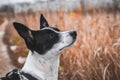 Modest basenji dog on a background of a beautiful field, portrait photo Royalty Free Stock Photo