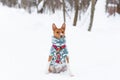 Portrait of the Dogs Basenji in the park. Winter cold day. Snow falls Royalty Free Stock Photo