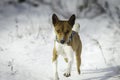 Portrait of a running dog Basenji. Close-up Royalty Free Stock Photo
