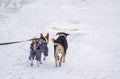 Basenji dog wearing coat and being on a lead running next to mixed breed dog on a snow covered road